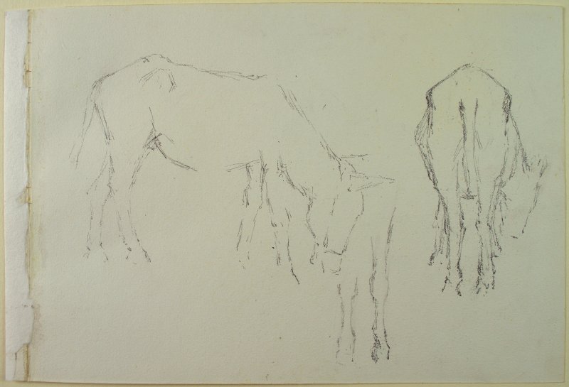 1901-1903 ca. -  Studio di asini